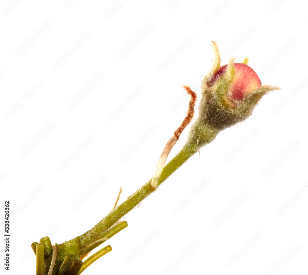Obraz premium flowering pear close-up. isolated on white background