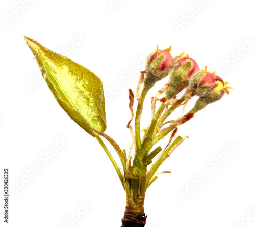 flowering pear close-up. isolated on white background