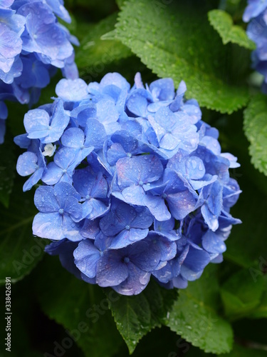 日本の東京都王子の飛鳥山で咲く 梅雨の時期の水滴がつく紫陽花の青色の花