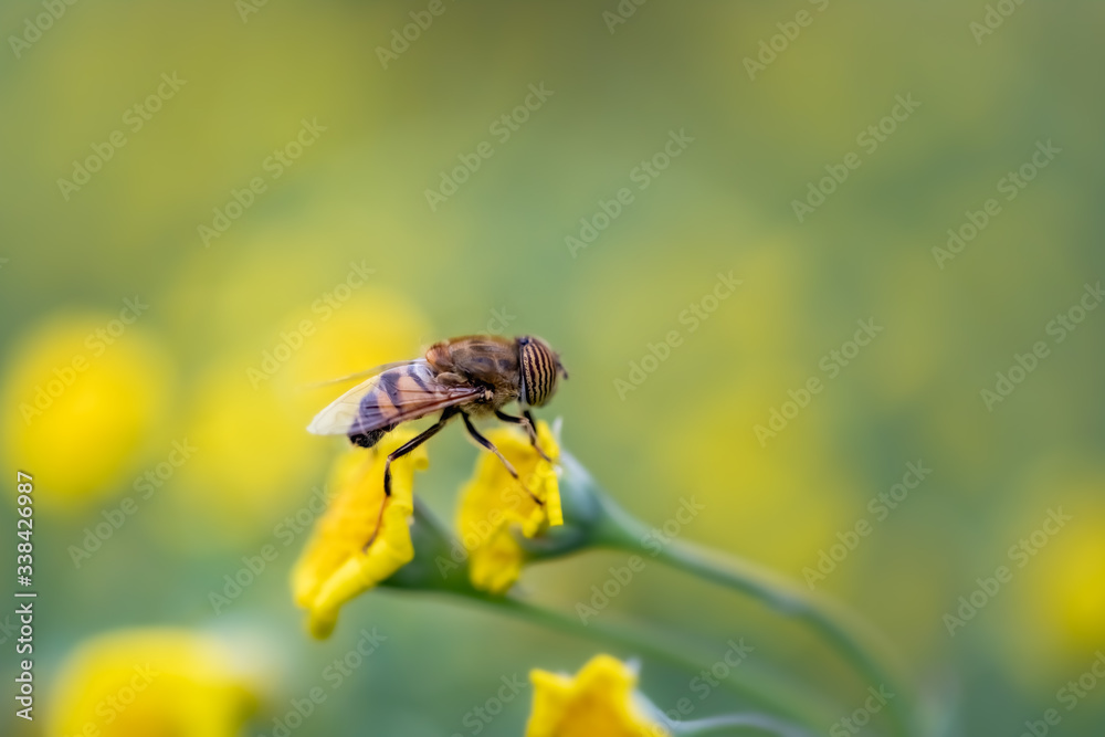 Closeup of a HoverFly collecting pollen from flowers Closeup of a HoverFly collecting pollen from flowers