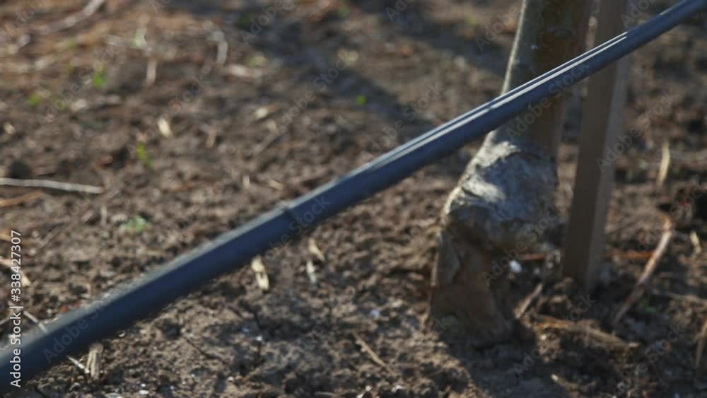 irrigation system in an industrial apple orchard. A drop of water falls to the ground for watering the tree. professional garden watering