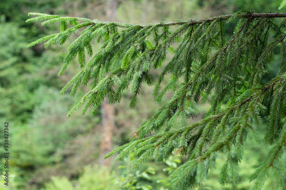 Beautiful natural background soft green light. Pine forest coniferous branch after rain in drops of water. Nature untouched by man is the lungs of our planet. Fresh smell after rain.