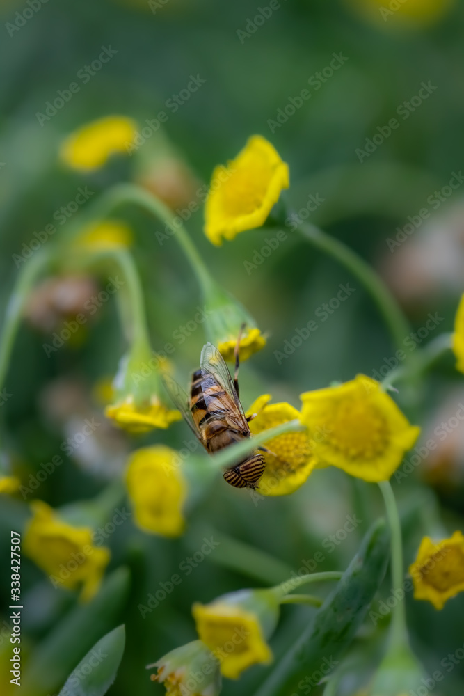 Closeup of a HoverFly collecting pollen from flowers Closeup of a HoverFly collecting pollen from flowers