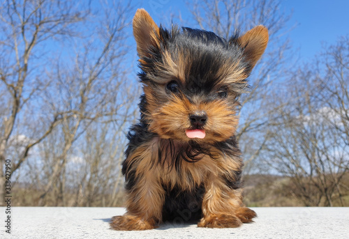 Playful baby Yorkshire terrier puppy outside