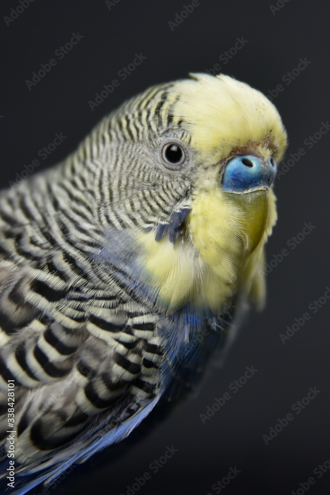 Obraz premium budgerigar bird blue bird color background animal petshop kuş muhabbet kuşu petşop