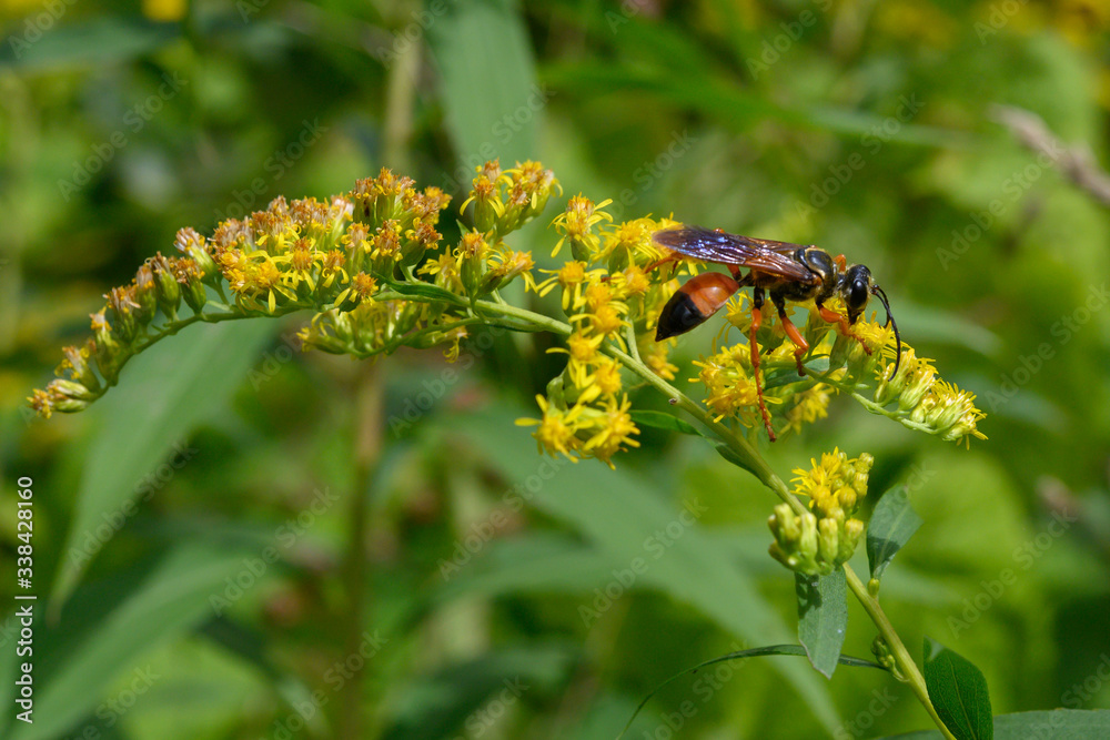Fototapeta premium The great golden digger wasp, Sphex ichneumoneus, is not aggressive if you leave it alone