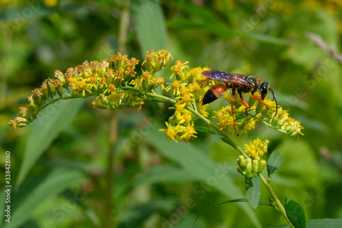 The great golden digger wasp, Sphex ichneumoneus, is not aggressive if you leave it alone photo