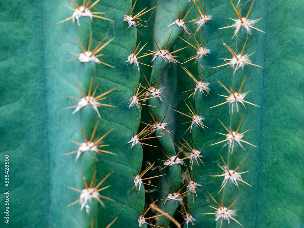 Close up cactus with sharp thorns as fresh green nature abstract background.