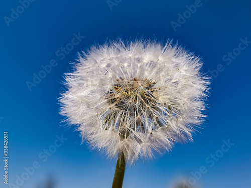 Close-up of dandelion against clear blue sky