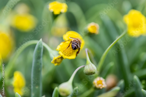 Closeup of a Bee collecting pollen from flowers