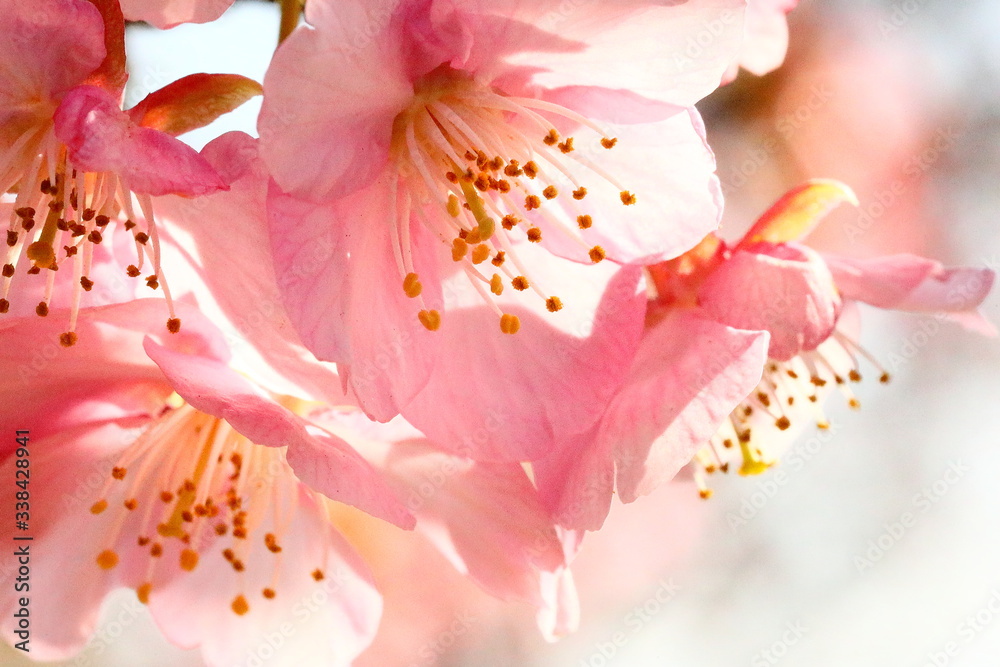 Obraz 日本の河津桜