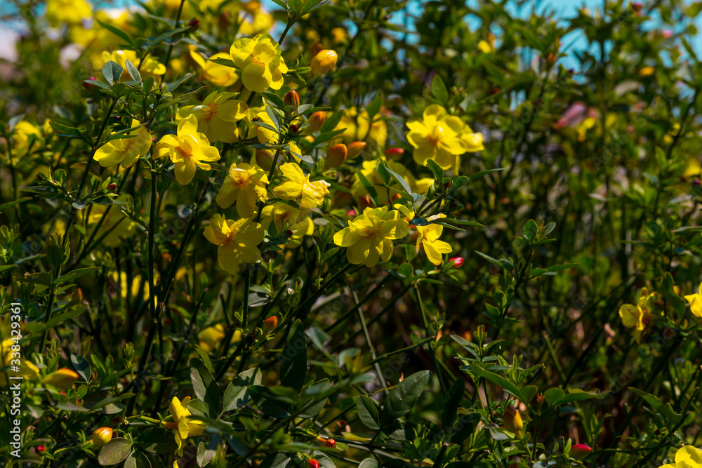 yellow spring flowers against a blurred background. Spring blooming tree