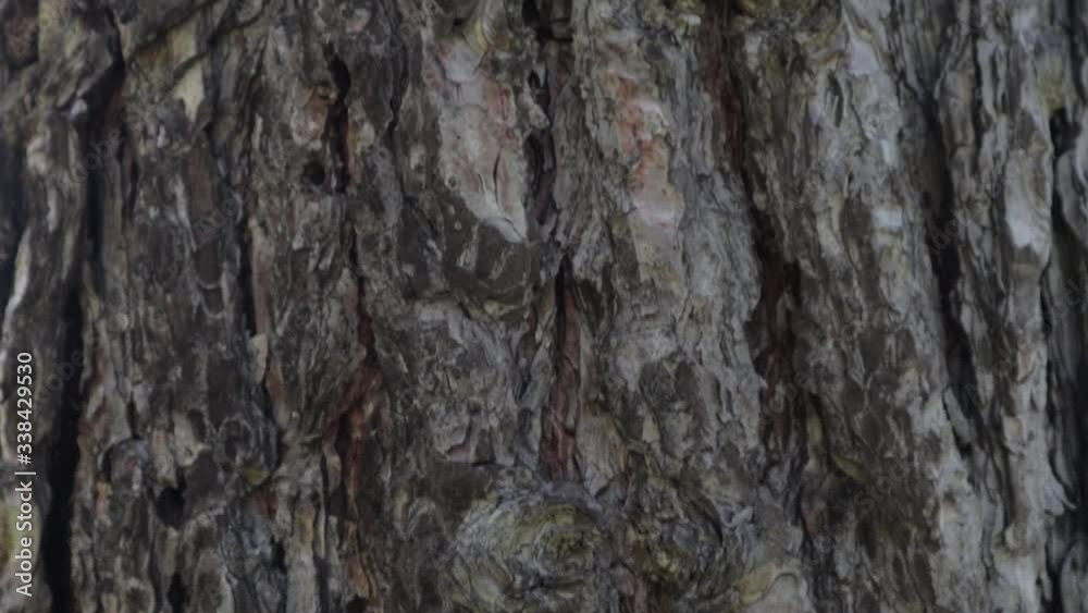 Tree bark / crust - texture. Old tree in the park on a sunny day. Tree bark / crust - texture. Old tree in the park on a sunny day.
