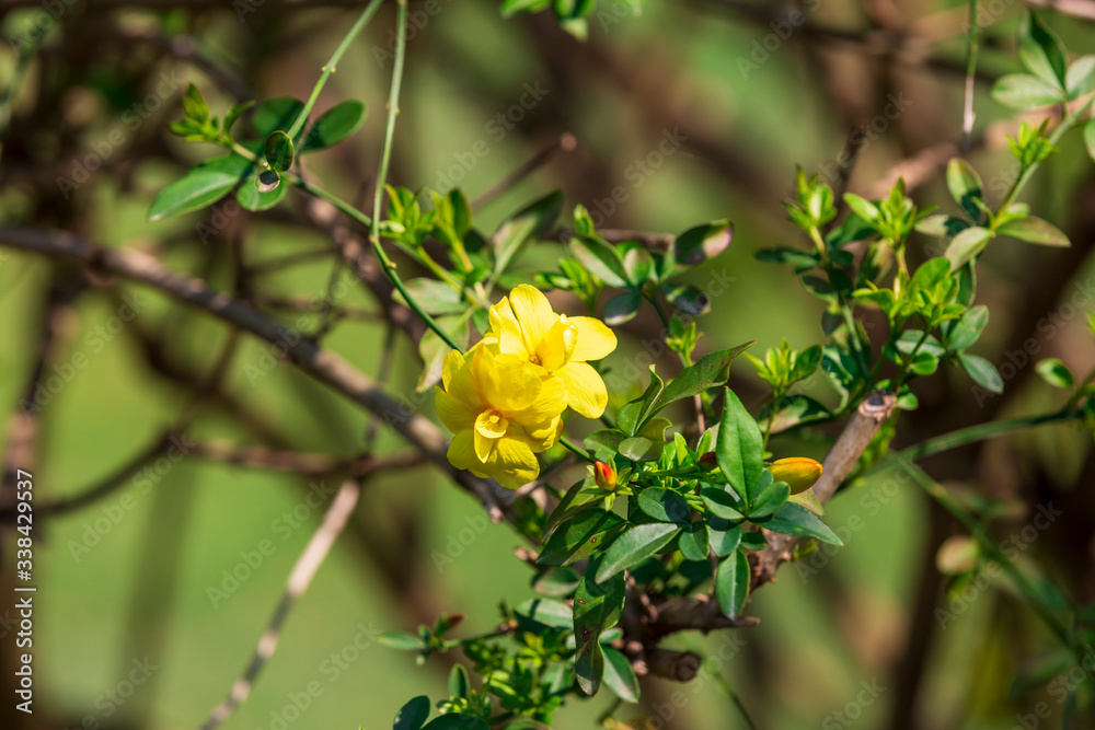 yellow spring flowers against a blurred background. Spring blooming tree yellow spring flowers against a blurred background. Spring blooming tree
