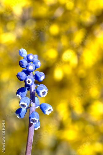 Closeup of Grape Hyacinths, Muscari armeniacum