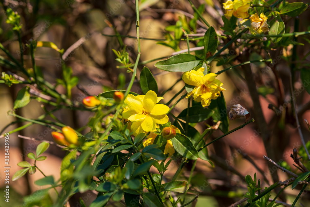 yellow spring flowers against a blurred background. Spring blooming tree yellow spring flowers against a blurred background. Spring blooming tree