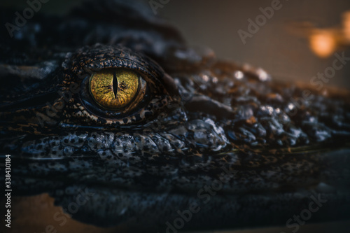 Tela Close up - crocodile or alligator eyes.