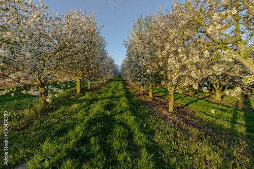 Fototapeta Naklejka Na Ścianę i Meble -  Field of apple fruit trees during sunrise in full bloom with blossom for new fruit to grow during spring