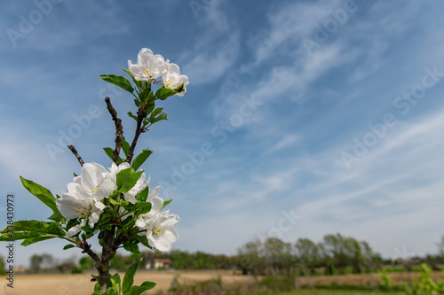 Albero da frutto con fiori su sfondo aperto con cielo per scrivere messaggi commerciali e pubblicità photo