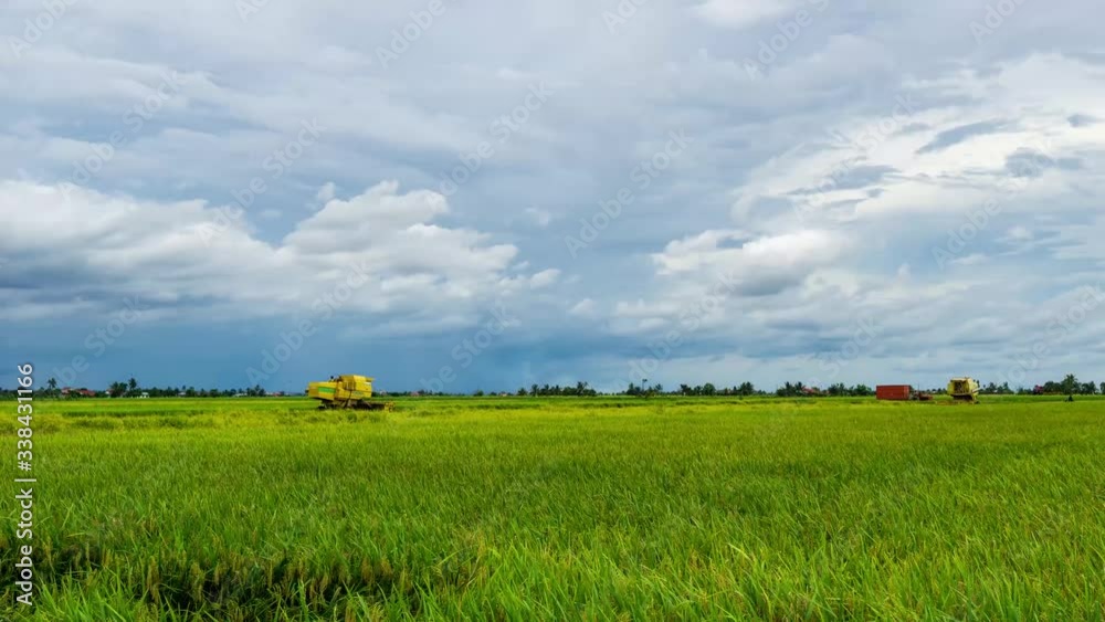 4K Time lapse of farmer uses machine to harvest rice on paddy field. 4K Time lapse of farmer uses machine to harvest rice on paddy field.