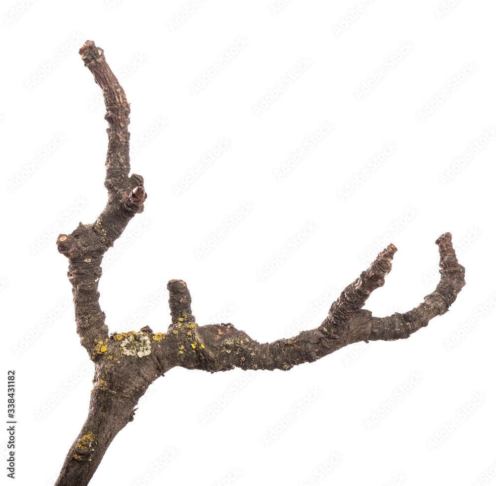 Fototapeta premium part of an old dry pear tree branch. isolated on white background