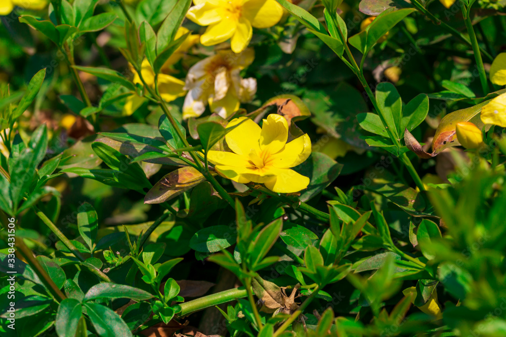 yellow spring flowers against a blurred background. Spring blooming tree yellow spring flowers against a blurred background. Spring blooming tree