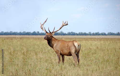 Wild deer in habitat  steppe national park. Wildlife concept