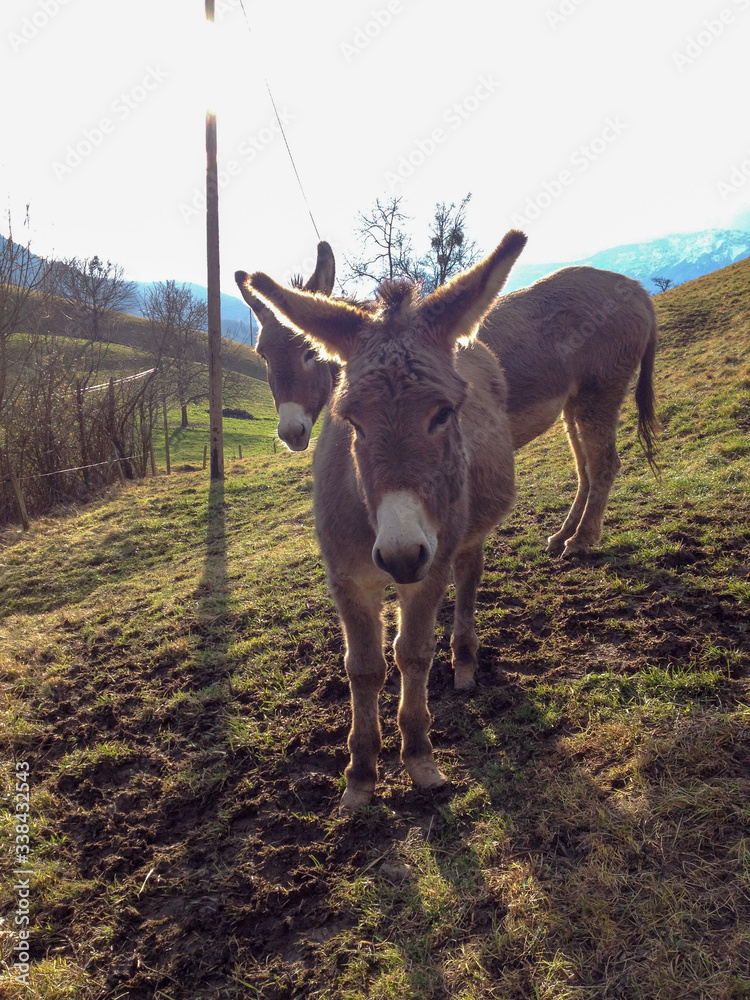 Donkeys