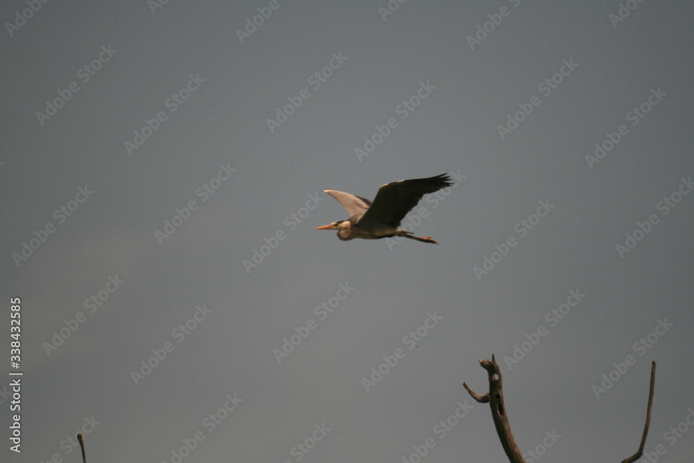 Grey heron (Ardea cinerea) flying in nest period Grey heron (Ardea cinerea) flying in nest period