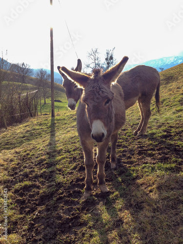 Obraz na płótnie Donkeys w salonie