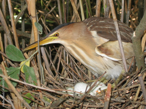 Little bittern or common little bittern (Ixobrychus minutus) in nesting period