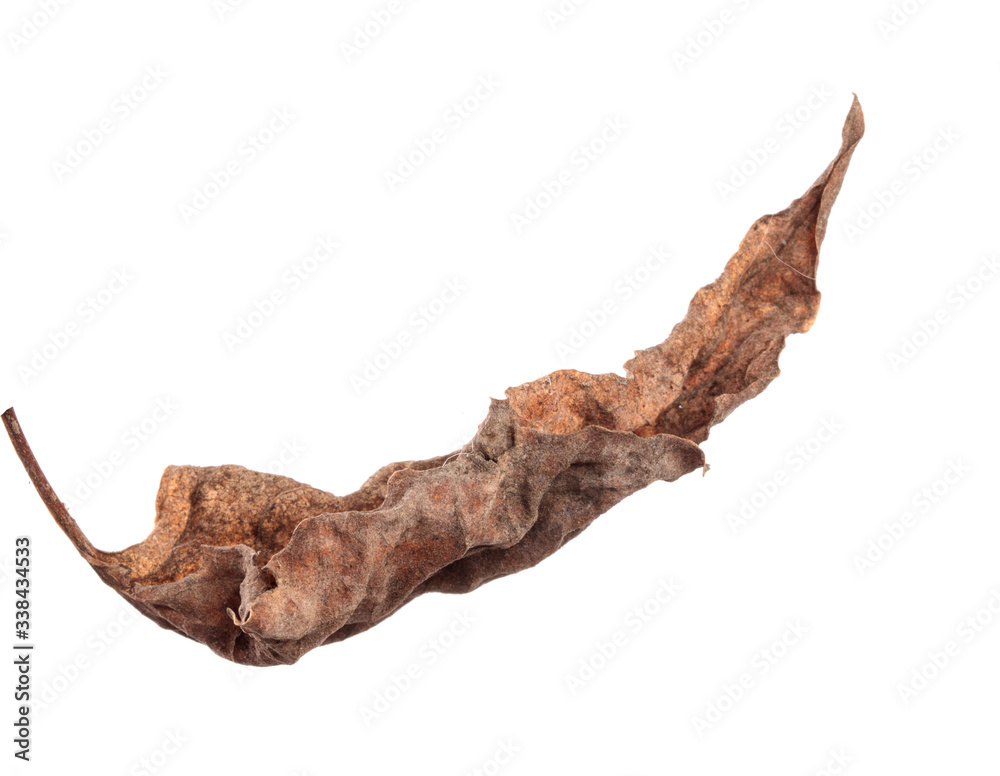 old dry swirling leaf of a plant. isolated on white background
