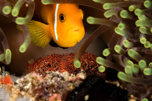 Clownfish breeding his eggs. photo