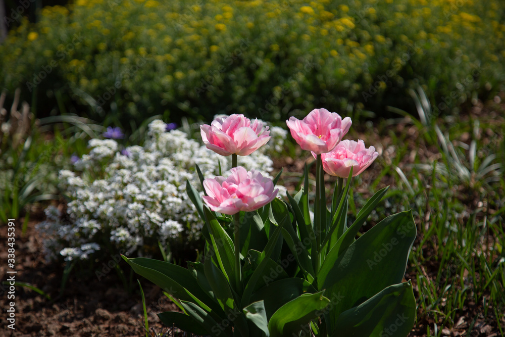 Fototapeta premium garden scene with tulips blooming in white and pink in front of madwort (Alyssum) and other green plants in the blurry background