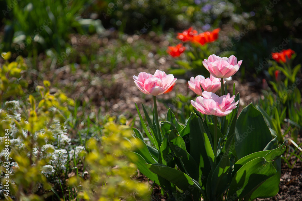 garden scene with tulips blooming in white and pink in front of a variety of  green plants in the blurry background