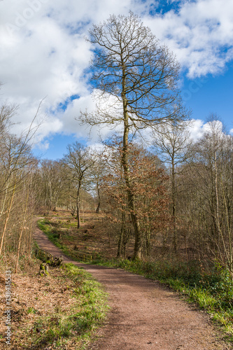 Spring in the woods , beautiful English forest