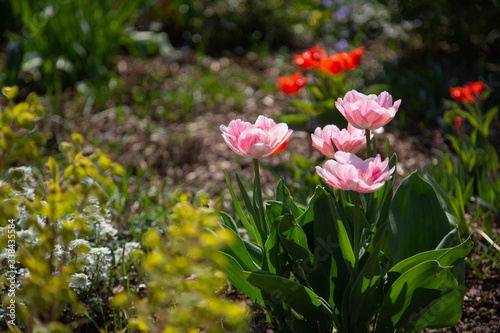 garden scene with tulips blooming in white and pink in front of a variety of green plants in the blurry background