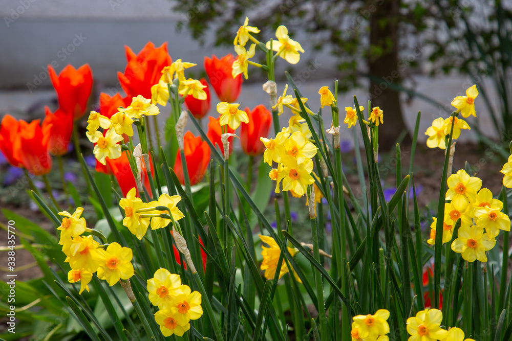 Yellow daffodils in full bloom in front of red tulips and an old tree trunk in the blurry background Yellow daffodils in full bloom in front of red tulips and an old tree trunk in the blurry background