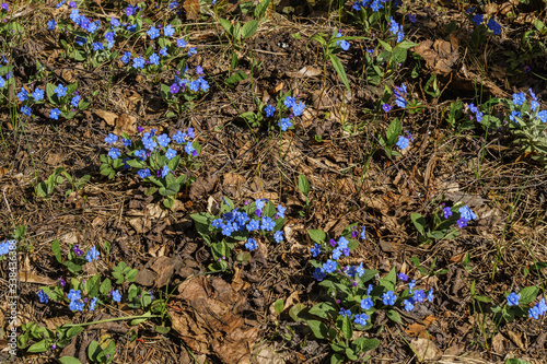 Bright blue Brunner flowers in early spring in the garden. photo