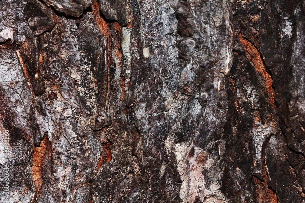 bark of tree texture. Wood bark texture. bark of tree texture. Wood bark texture.