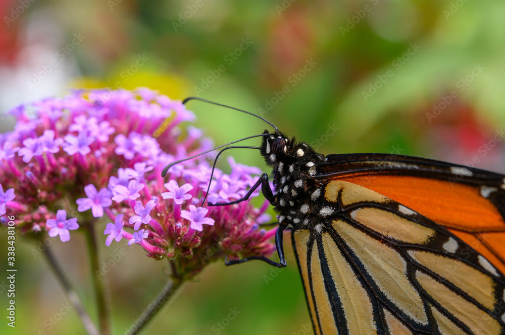close-up of Monarch butterfly feeding close-up of Monarch butterfly feeding