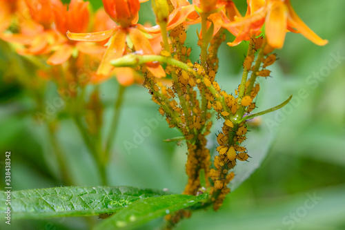 Fototapeta oleander aphids infest a butterfly milkweed plant vital for the monarch butterfly life cycle