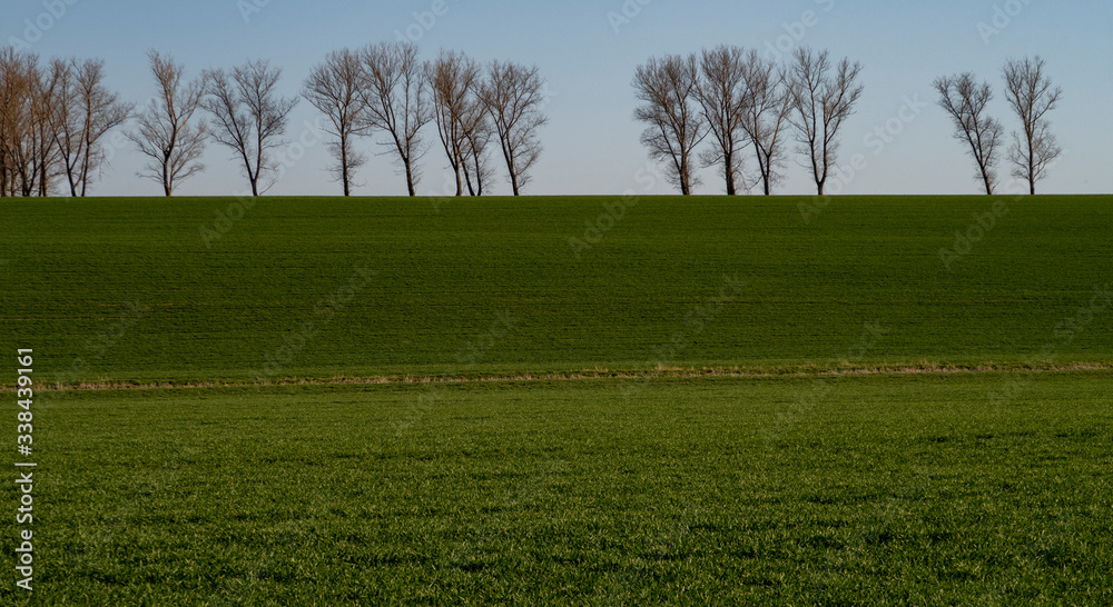 Fototapeta premium Panorama na drzewa na pagórku. 