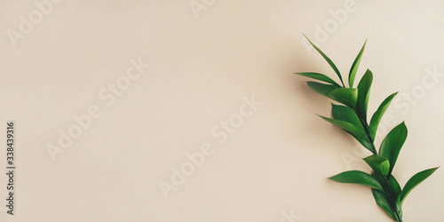 Fresh green branch on a beige background. Minimal concept. Flat lay, copy space.