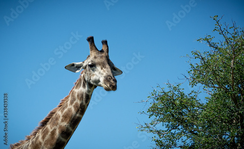 giraffe in the blue sky in Kruger Park South Africa © Erica