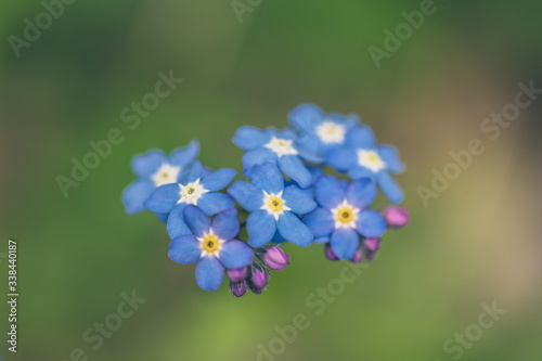 Wildflower Alpine Forget-me-not flower / Myosotis alpestris