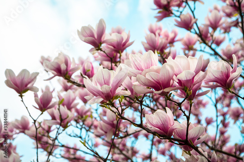Magnolia blossomed on sky background. Beginning of spring. beautiful flowers.