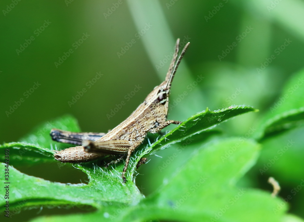 beautiful insect grasshopper is masked among green leaves in sunny beautiful insect grasshopper is masked among green leaves in sunny
