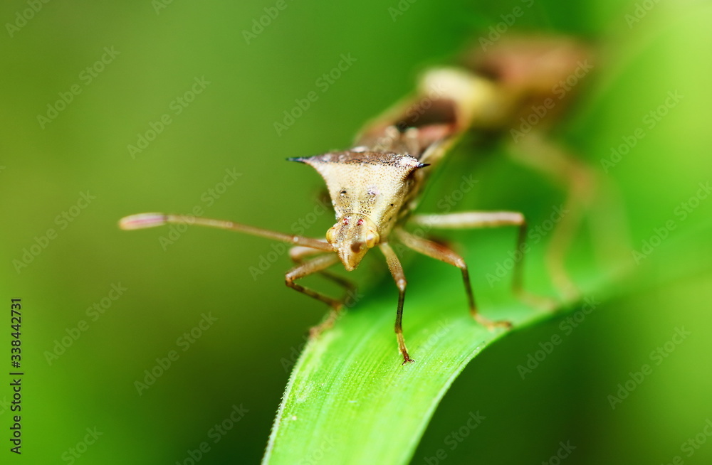 dangerous for plant insect stink bug for background dangerous for plant insect stink bug for background