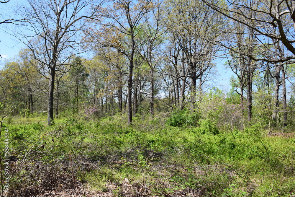 Obraz premium Spring Time in Richmond 